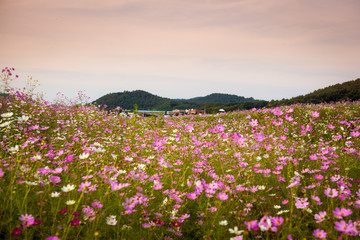 한국 시골의 아름다운 가을 코스모스 꽃밭