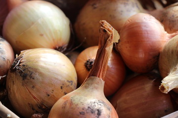 Fresh onion bulbs 