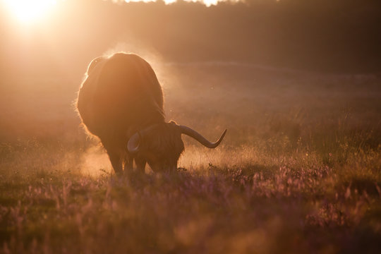 Contour of a mature bull eating flowering heath at sunrise