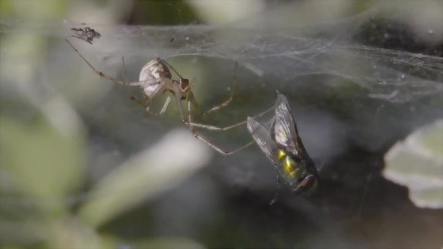 Паук с добычей мухи/ Паук с добычей мухи в летнем саду