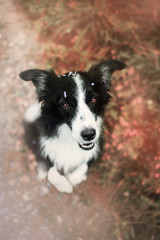 Border collie