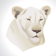 Vector illustration of a white lion head portrait isolated on white background.