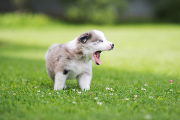 Border collie puppy