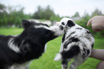 Border collie puppy