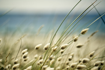 Blurry Background with Beach Grass - Powered by Adobe