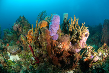 Coral reef