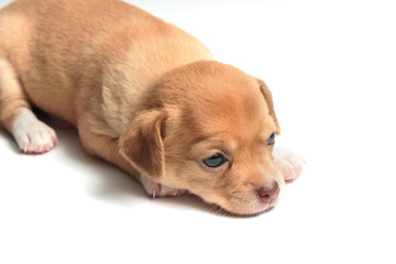 Fototapeta premium cute chihuahua puppies lying on white background
