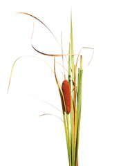 reeds isolated on white background © dule964