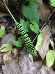 キアゲハの幼虫