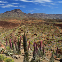 Natternkopf auf Teneriffa