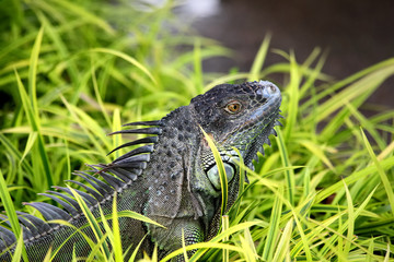 Iguane dans l'herbe