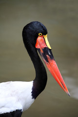 Jabiru d'Afrique