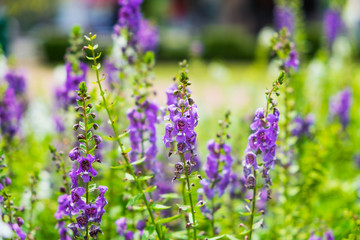 Salvia sage flower purple bloom in garden