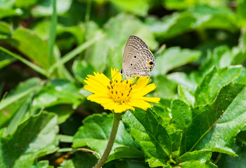 Small butterfly gray smelling pollen yellow flower blooming