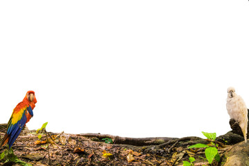 bird macaw holding timber wood on white background