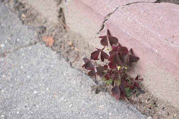 Plant with red leaves growing between the asphalt and curbs