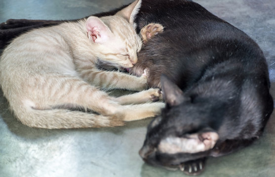 Little white kitten cute hug mom black cat