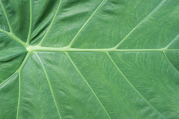 Close up of Caladium leaf with copy space