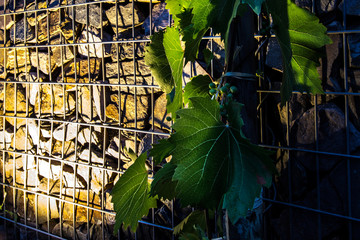 Weinstock und Mauer beleuchtet