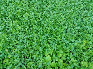 Obraz premium Glade Spring plants and herbs