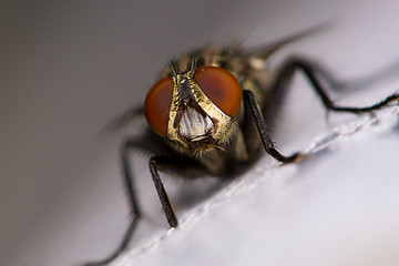 Flesh Fly (Sarcophaga crassipalpis Macquart) 