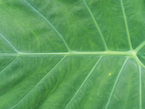 Close up of Caladium leaf with copy space