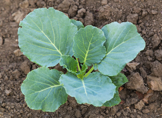 Fresh green cabbage closeup