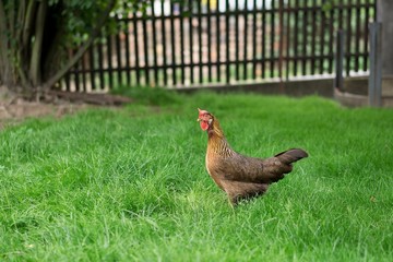 Chickens walking in the green grass and looking for something to eat. Multicolored happy chicken in the small farm ecologically farming in the village mainly for eggs. Sustainable development example.