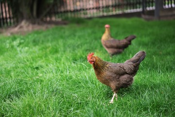 Chickens walking in the green grass and looking for something to eat. Multicolored happy chicken in the small farm ecologically farming in the village mainly for eggs. Sustainable development example.