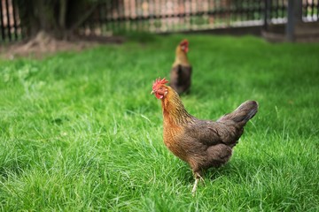 Chickens walking in the green grass and looking for something to eat. Multicolored happy chicken in the small farm ecologically farming in the village mainly for eggs. Sustainable development example.