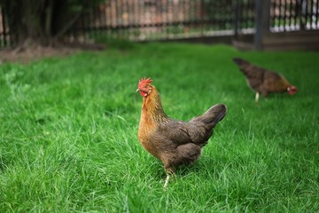 Chickens walking in the green grass and looking for something to eat. Multicolored happy chicken in the small farm ecologically farming in the village mainly for eggs. Sustainable development example.