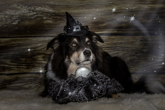 Australian Shepherd Hund als Wahrsager mit Zauberkugel