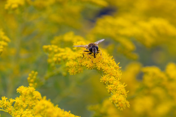 hoverfly on goldenrod closeup