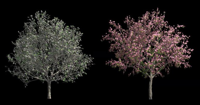 Spring blossom trees with wind and alpha mask
