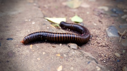 millipede on the road