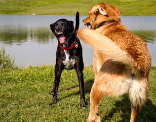 Two mutts, one black, one tan, confronting each other with teeth bared in front of a pond