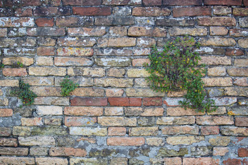 Old rusty weathered orange bricks wall with some growing plants on it.