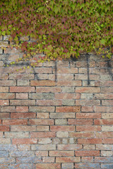 Texture of creeper over brick wall. Ampelopsis, vine. Plant on wall. Green wall. Landcape. Garden.