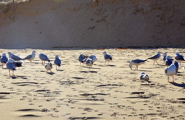 Flock of seagulls and their footprints on beach sand