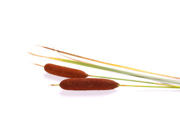 reeds isolated on white background © dule964
