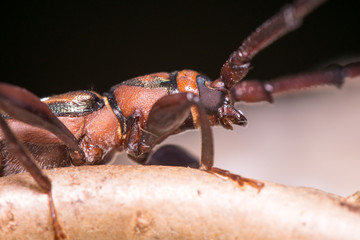 Pectinate Antenna Beetle, Brown Longhorn Beetle on a tree