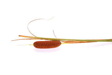 reeds isolated on white background © dule964