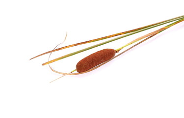 reeds isolated on white background © dule964