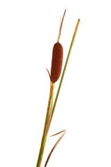 reeds isolated on white background