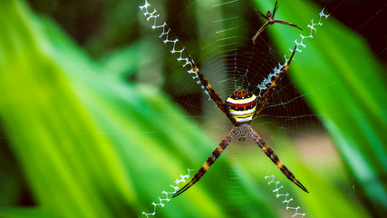 St. Andrew's Cross , Argiope spider rests on web, Ko Tao, Thailand