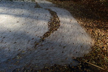 Yellow autumn leaves in the water foam on the water surface