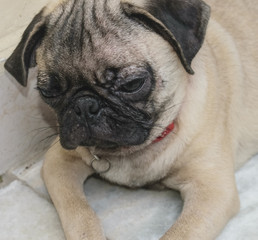 Adorable Pug Resting Indoors