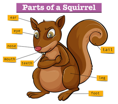 Diagram showing different parts of squirrel