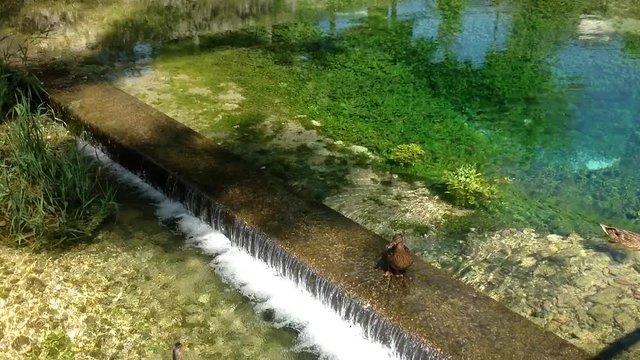 Germani Reali presso il Lago di Posta Fibreno - Frosinone - Lazio - Italia