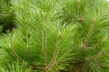 Ветки вечнозеленого хвойного дерева сосны или кедра © Andrey Lapshin
